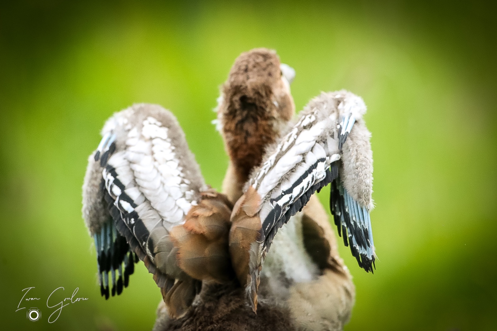 1DX46457 06 juni 2022 1931 31